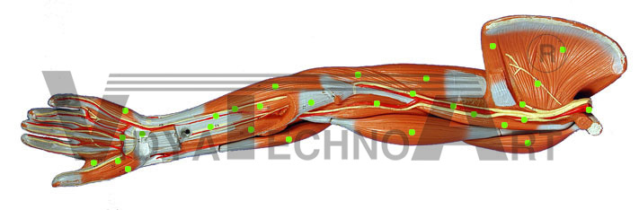 Medial View-Deep Flexors